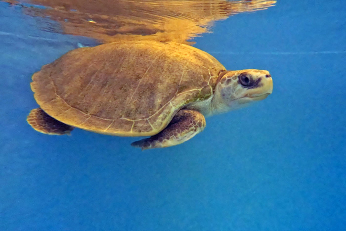 Turtle patient Heidi in his tank. Image.