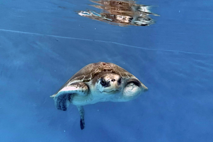 Turtle patient Heidi in his tank. Image.