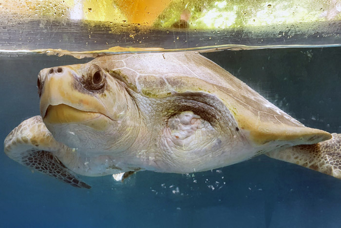 Turtle patient Heidi, an olive ridley ghost gear victim. Image.