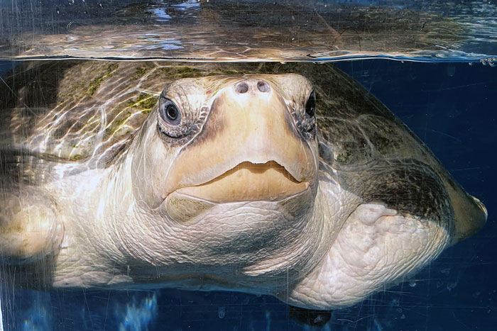 Close up of turtle patient Heidi. Image.