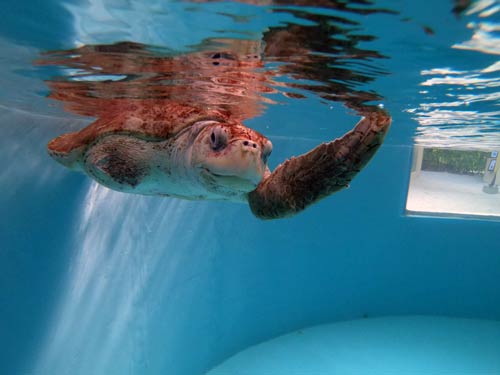 Penny, the longest staying turtle patient at the Olive Ridley Project Turtle Rescue Centre Maldives