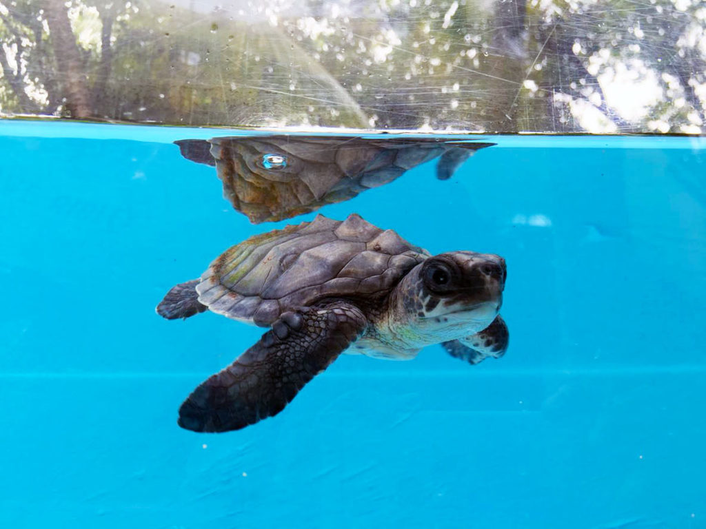 Hope, an olive ridley turtle hatchling 13 cm long at the ORP rescue centre Maldives. Image.