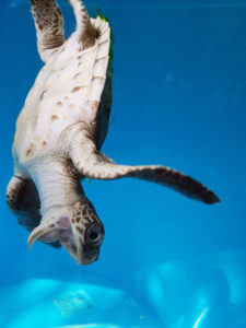 Hope, Olive ridley turtle baby happy turtle ORP rescue centre Maldives