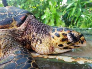 Juvenile hawksbill turtle Kurt Maldives rescue centre