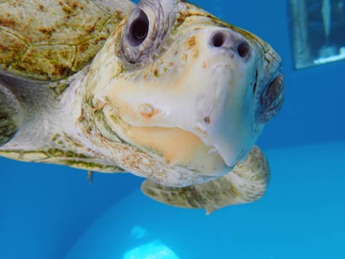 Ghost gear victim Olive ridley turtle Maldives