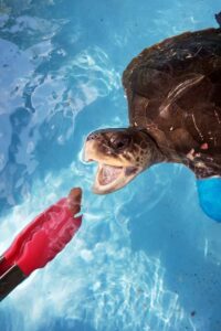 Nemo olive ridley turtle ghost net victim Maldives