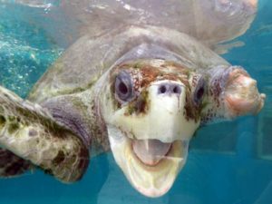 Olive ridley turtle and ghost gear victim Burrito is happily hanging out in her tank after almost 6 months at the rescue centre