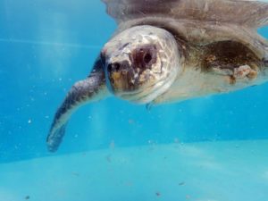 Pearl-Olive-ridley-turtle-patient-recovering-ORP-rescue-centre-tanks-Maldives