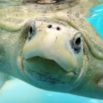 Olive ridley turtle ghost gear victim Maldives