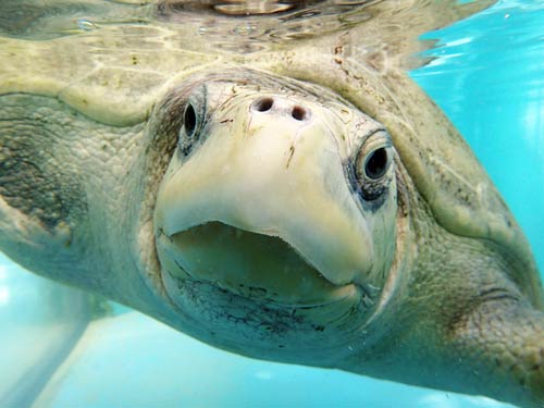 Olive ridley turtle ghost gear victim Maldives