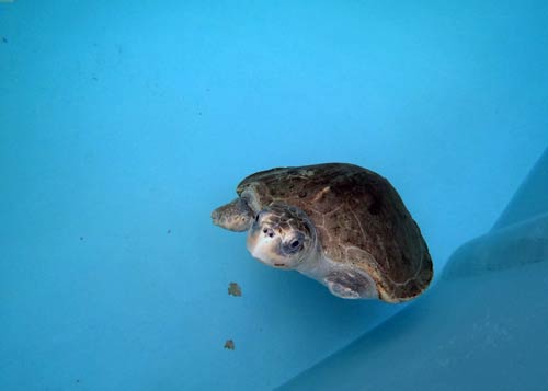 Ghost net victim olive ridley turtle Heidi at Olive Ridley Project Turtle Rescue Centre Maldives