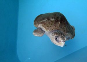 Ghost net victim olive ridley turtle Heidi at Olive Ridley Project Turtle Rescue Centre Maldives