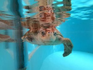 Penny, the longest staying turtle patient at the Olive Ridley Project Turtle Rescue Centre Maldives