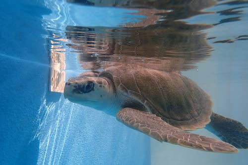 Turtle patent Eve in her new tank at ORP Turtle Rehabilitation Centre, One & Only Maldives