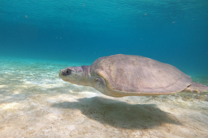 Photo of turtle patient Heidi on a sea swim.