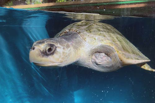 Turtle patient Heidi after 15 months at the Rescue Centre