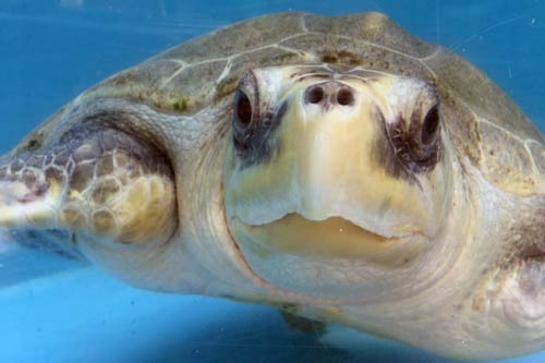 Turtle patient Heidi, an olive ridley, ORP Turtle Rescue Centre, Maldives