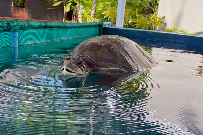 Turtle patient Zeo floating in her tank. Image.