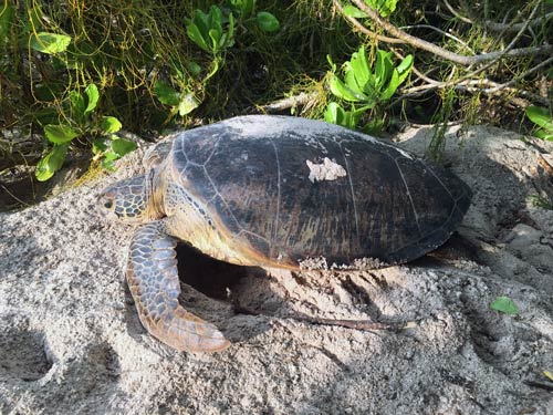 A green turtle mama nesting at Dhuni Kholu, Maldives