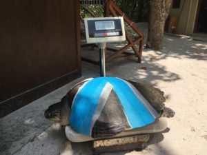 Olive ridley turtle Heidi bandaged up following her initial surgery