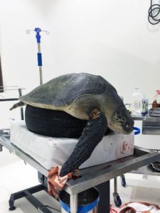 Olive ridley turtle patient Heidi during her initial surgery at ORP Marine Turtle Rescue Centre