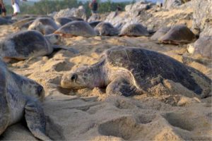Arribada in Mexico a synchronized, large scale nesting event by olive ridley turtles