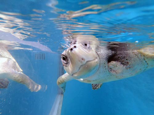 Turtle patient Isla at the Olive Ridley Project Turtle Rescue Centre Maldives