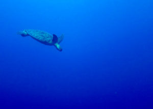 Green turtle diving, Maldives