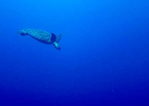 Green turtle diving in the blue, Maldives. Image.