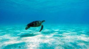 Green turtle swimming in Maldives