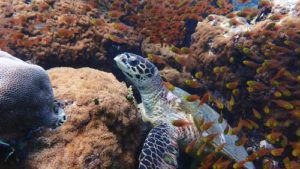 Hawksbill turtle on the reef in Haa Alif Atoll Maldives