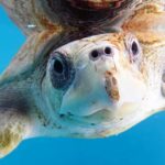 Olive ridley turtle patient Maldives