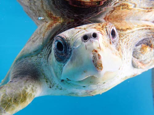 Olive ridley turtle patient Maldives