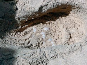 Loggerhead turtle nest, Cap Verde