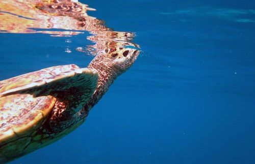 Sea turtle coming up to breath