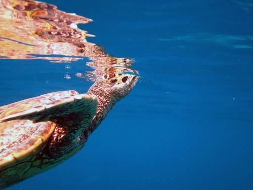 Sea turtle coming up to breath