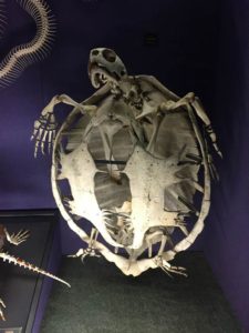 Turtle skeleton, Australian Museum
