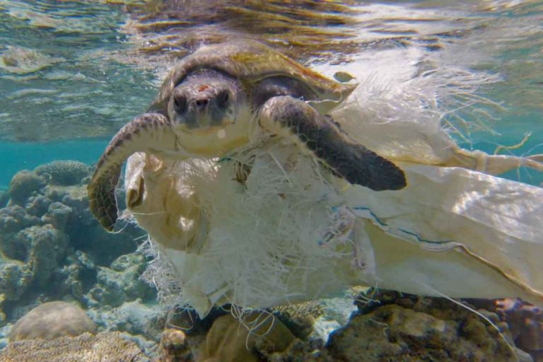 The Impact of Pollution On Sea Turtles Lost World