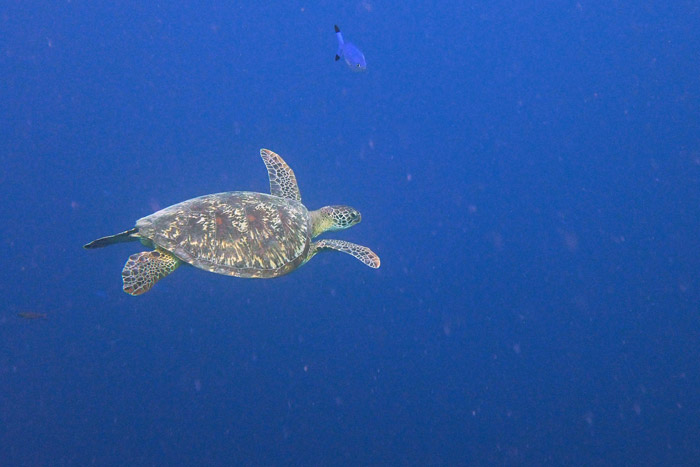 Green turtle swimming in the blue, Maldives. Image.