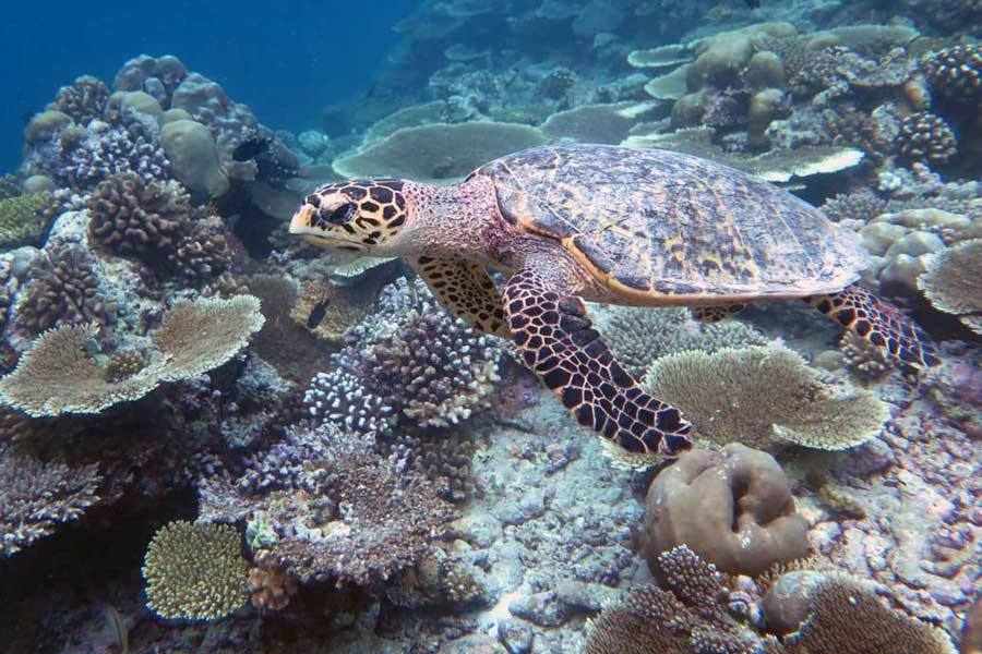 Juvenile hawksbill turtle, 45 cm long, swimming on a reef, Maldives. Image.