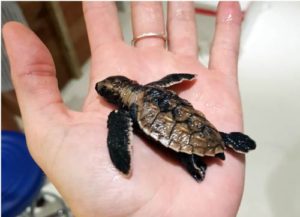 One day old hawksbill turtle hatchling rescued from predator atttack Maldives