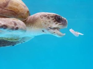 Turtle patient Shelley catching a bite to eat ORP turtle rescue centre Maldives