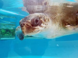 Ghost gear victim Olive ridley turtle Chouchou recovering in the rescue centre tank Maldives