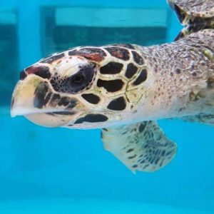 Critically Endangered juvenile hawksbill turtle Dhooni left side photo-id