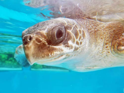 Olive ridley turtle Chouchou Maldives Rescue Centre