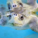 Olive ridley turtle patient ORP rescue centre Maldives