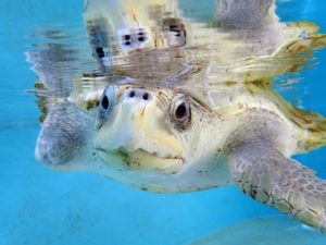 Olive ridley turtle patient ORP rescue centre Maldives