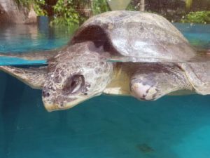 Olive ridley turtle patient Maldives