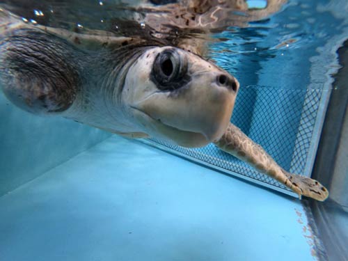 Turtle patient Juanita at the Olive Ridley Project Turtle Rescue Centre Maldives