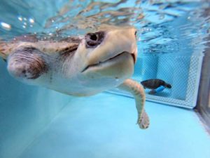 Turtle patient Juanita at the Olive Ridley Project Turtle Rescue Centre Maldives